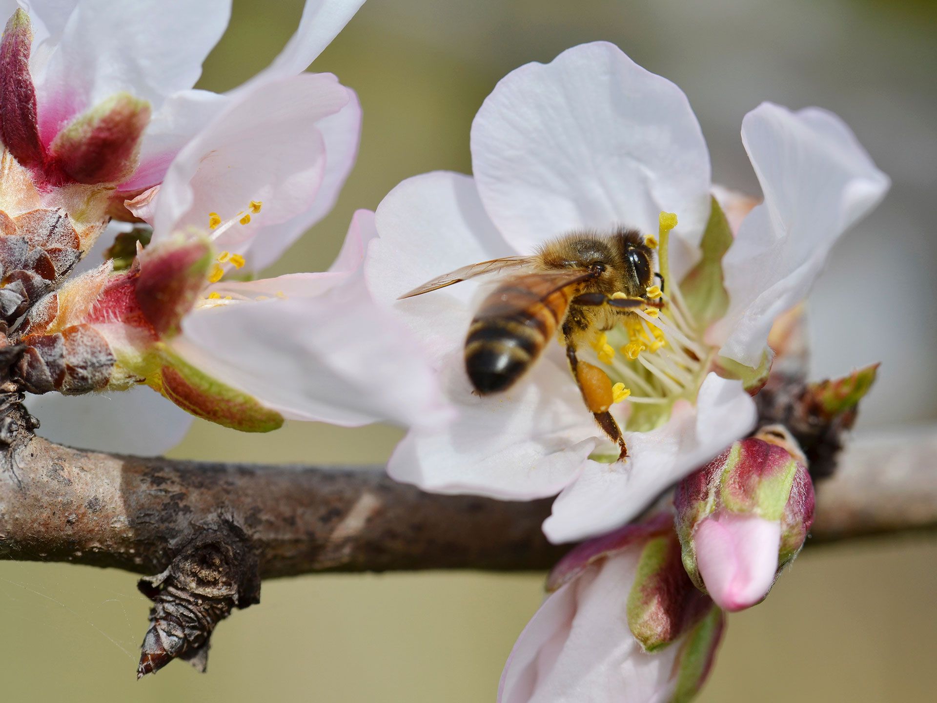 Pollinator Health