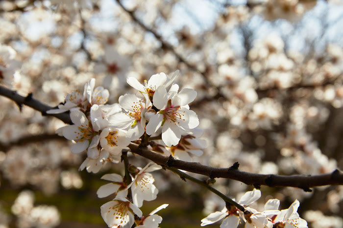 2023 ReTain® PGR for California Grower Rebate Program