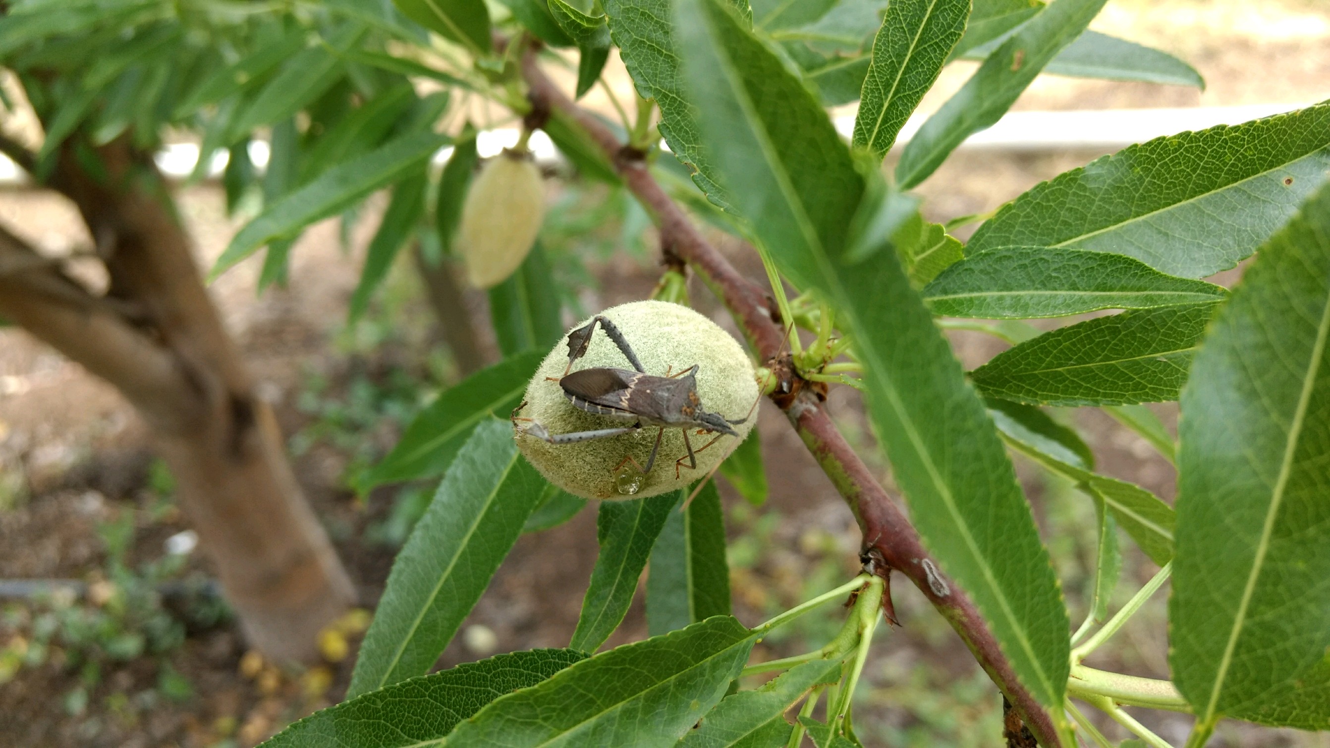 Leaffooted-Bug-Almonds-Burkdoll-IMG_20170426_123621567.jpg Leaffooted-Bug-Almonds-Burkdoll-IMG_20170426_123621567.jpg