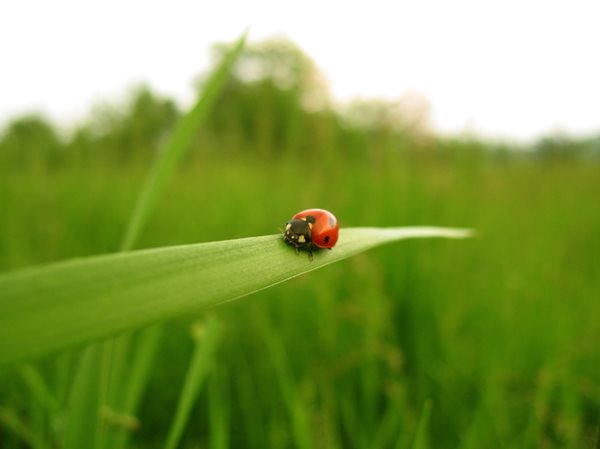 Close-up of a lady bug on a leaf of grass