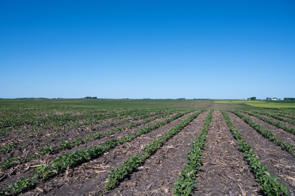 Field of crops