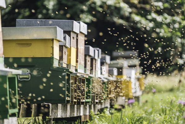 Hives of bees on a bee farm