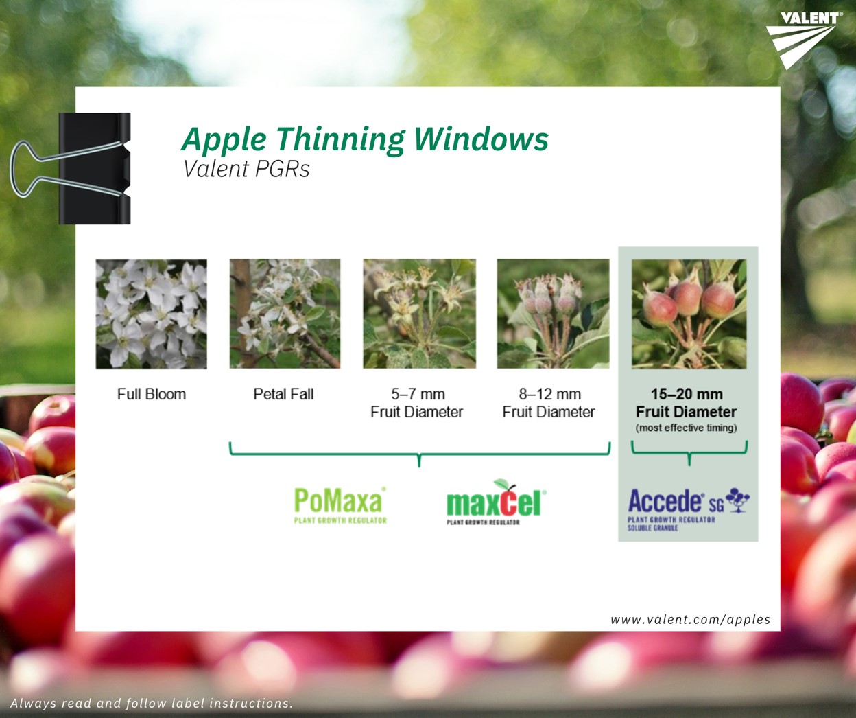 Apple Thinning