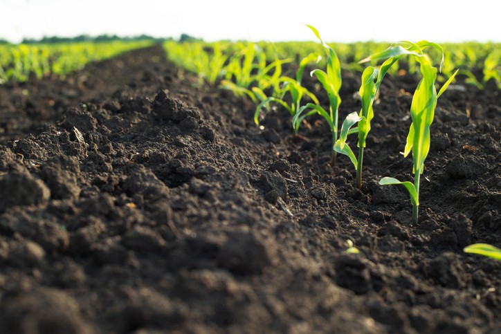 Corn sprouting in soil