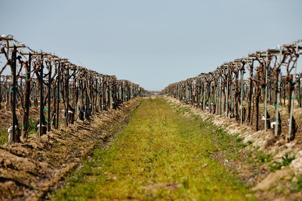 Rows of grape vines in a vineyard
