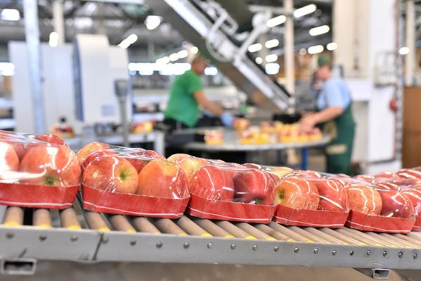 Packages of apples on a conveyor belt