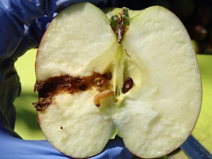 Pear with codling moth larva