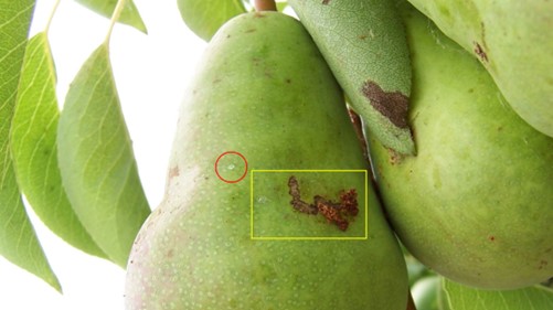 Pear with codling moth egg