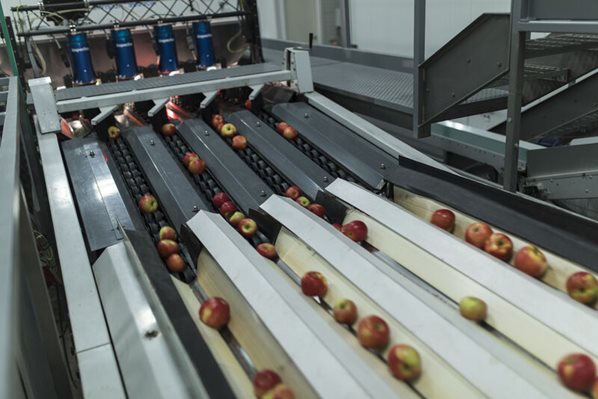 Apples going through a sorting machine conveyor