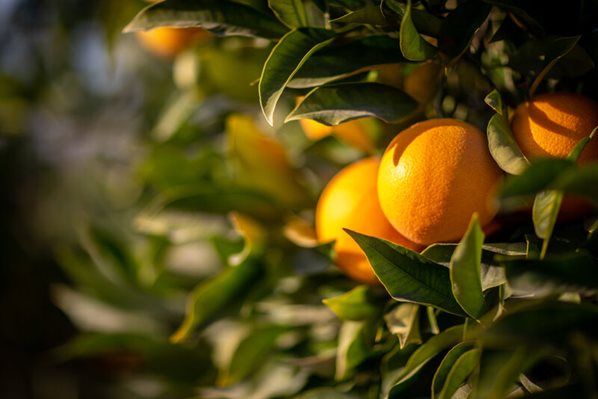 Oranges growing on a tree